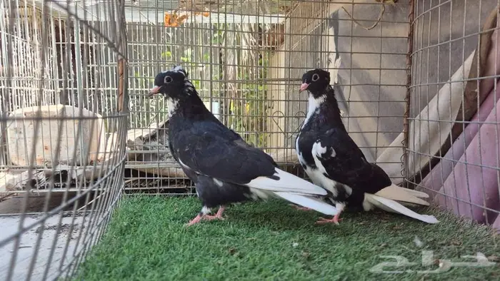 حمام قطايف قلابي لوت وقلب 3