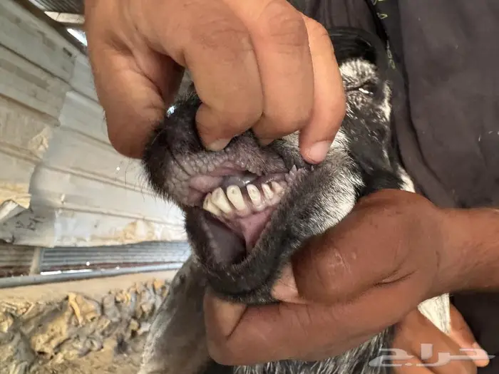 عوارض صنف 7 بالفحل 5