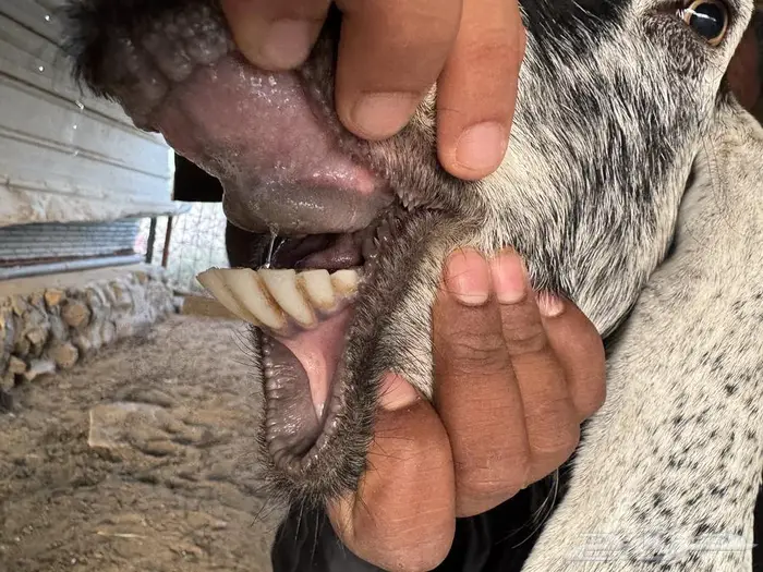 عوارض صنف 7 بالفحل 6