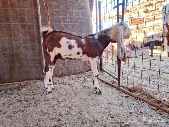 جفره مضرع ومشروع فحل 2