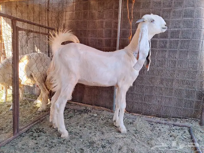 جفره مضرع ومشروع فحل 0