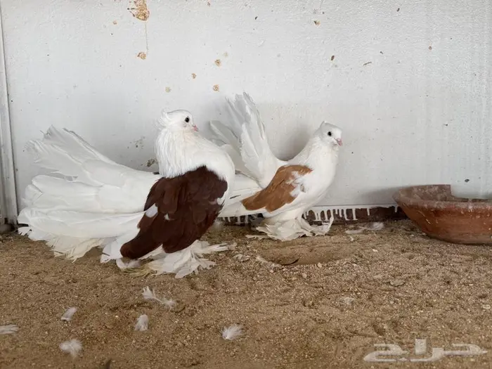 مجموعة رقاص امريكي 1