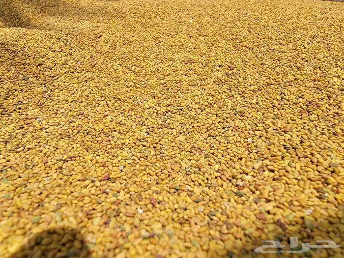 بذور برسيم ساحلي سنا 0