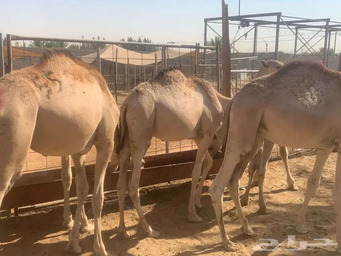 متفردين بأسعارنا و جودة القعدان بمزارعنا 1