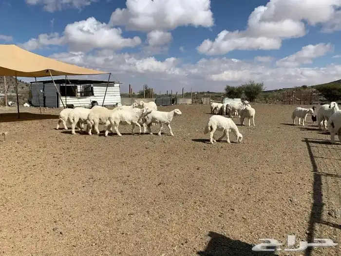 نوفر ذبائح الثلاجة طليان ورخال وتيوس مع السلخ ولتوصيل 8