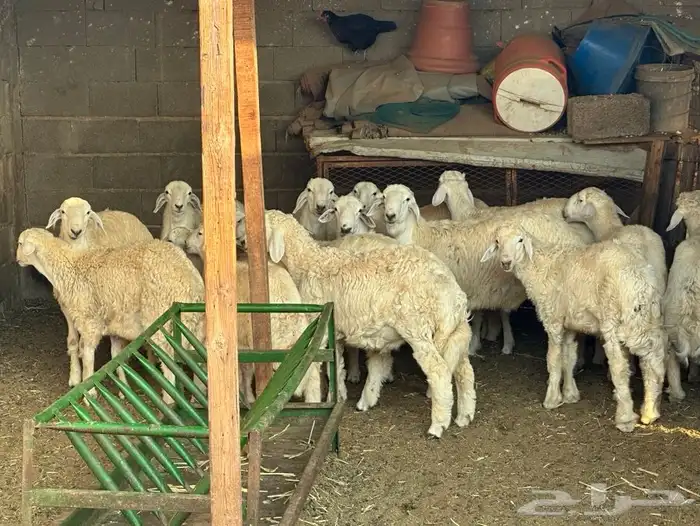 ذبائح ثلاجة 7