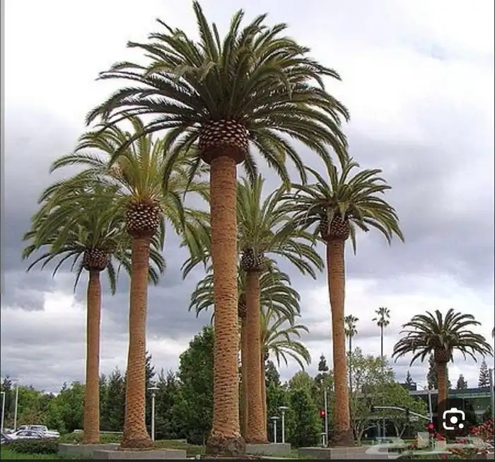 تركيب نخل واشنطن نخيل واشنطنيا نخل عربي مثمر شبك شبوك مزرعه 0