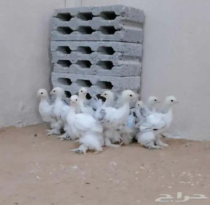 صوص براهما كولومبي كونك 4