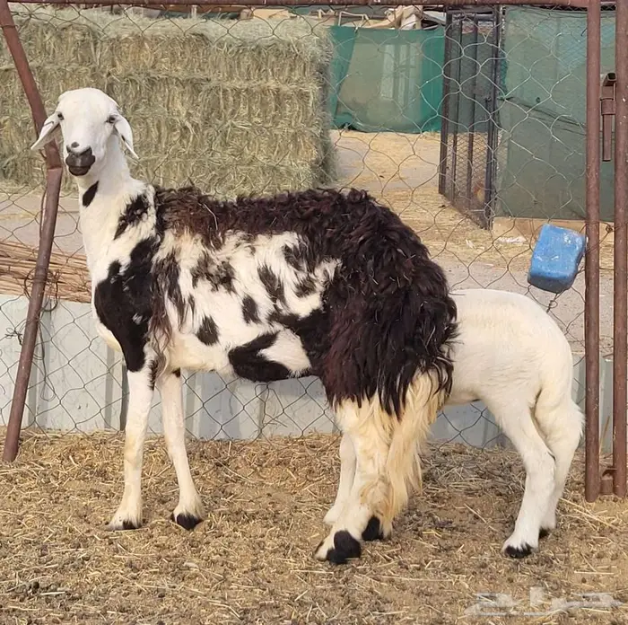 شاه ثنيه والد للبيع 1