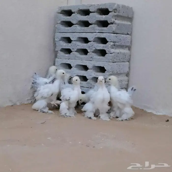 صوص براهما كولومبي كونك 0