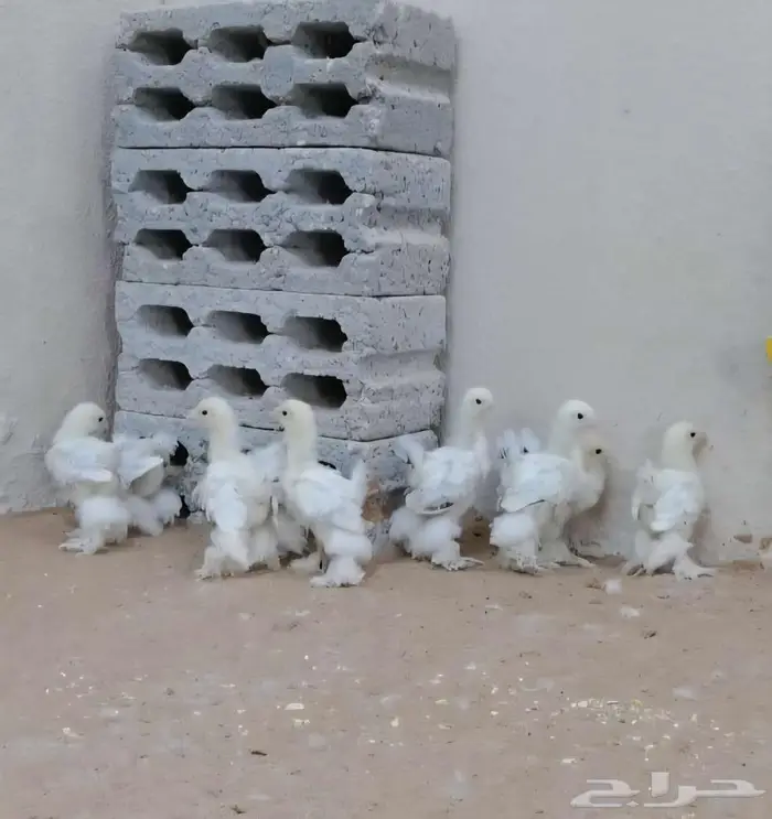 صوص براهما كولومبي كونك 2