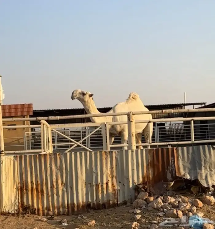 نياق وضح كفو لقحات على فحل الظفيري 10