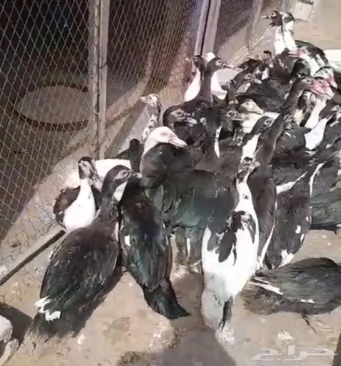 بط بح مسكوفي احجام ومستوى فاخر 0