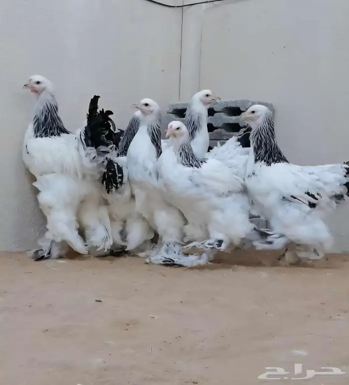 صوص براهما كولومبي كونك 5