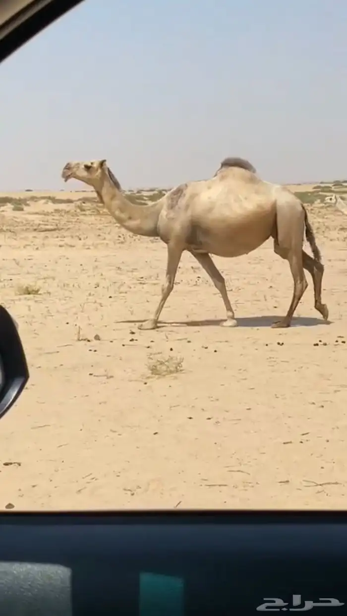 اللقحه شقحا كففوو وطيبه 3