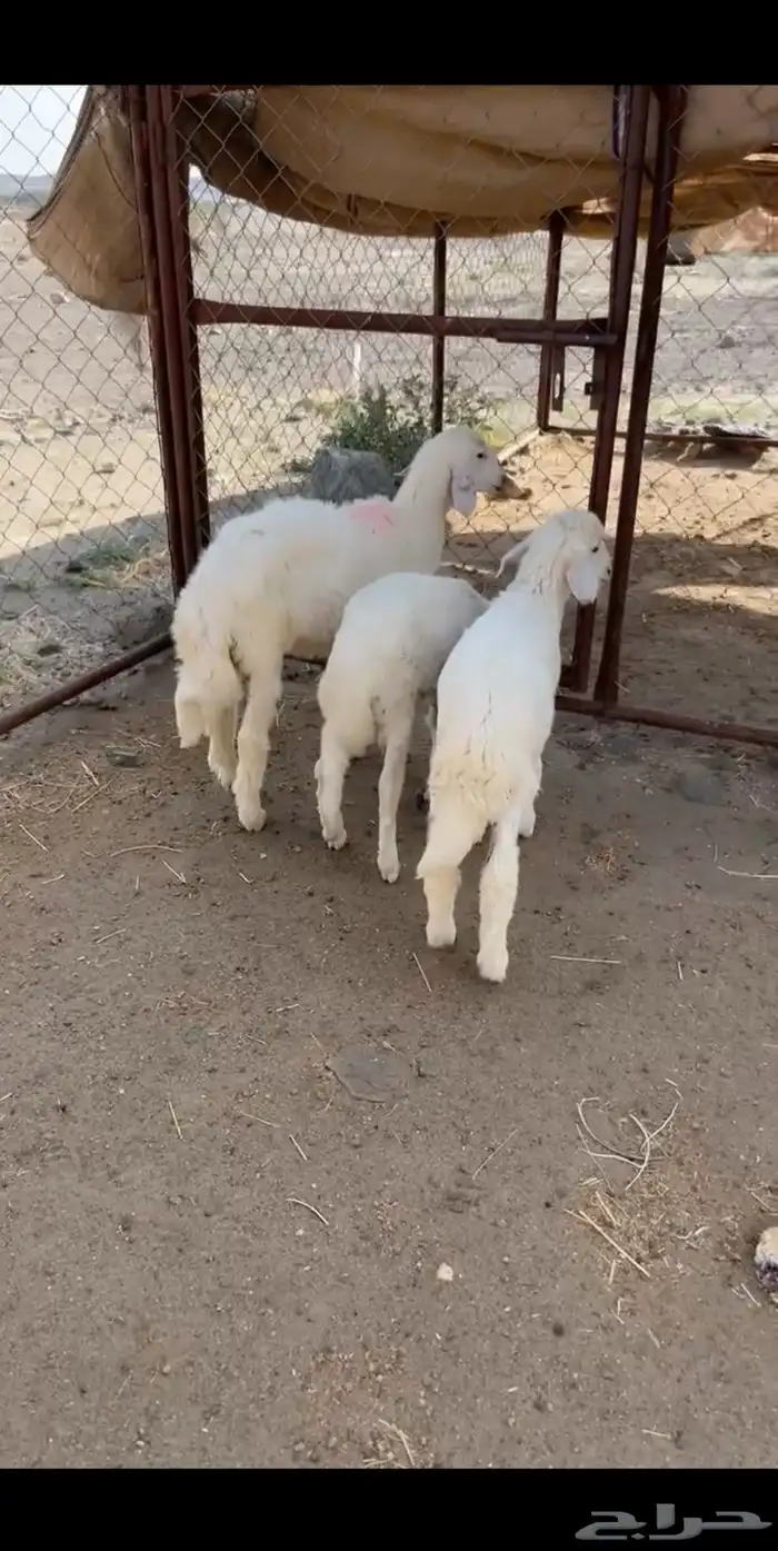 للبيع 3من البهم مرابي 0