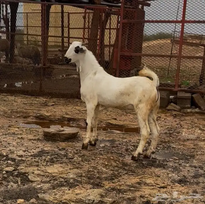 مشروع فحل بيشي 3