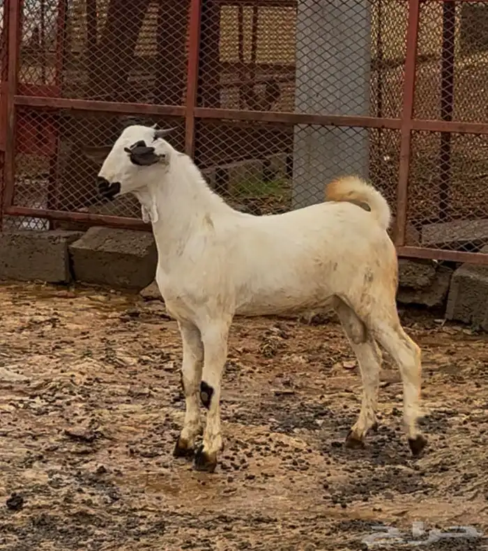 مشروع فحل بيشي 1