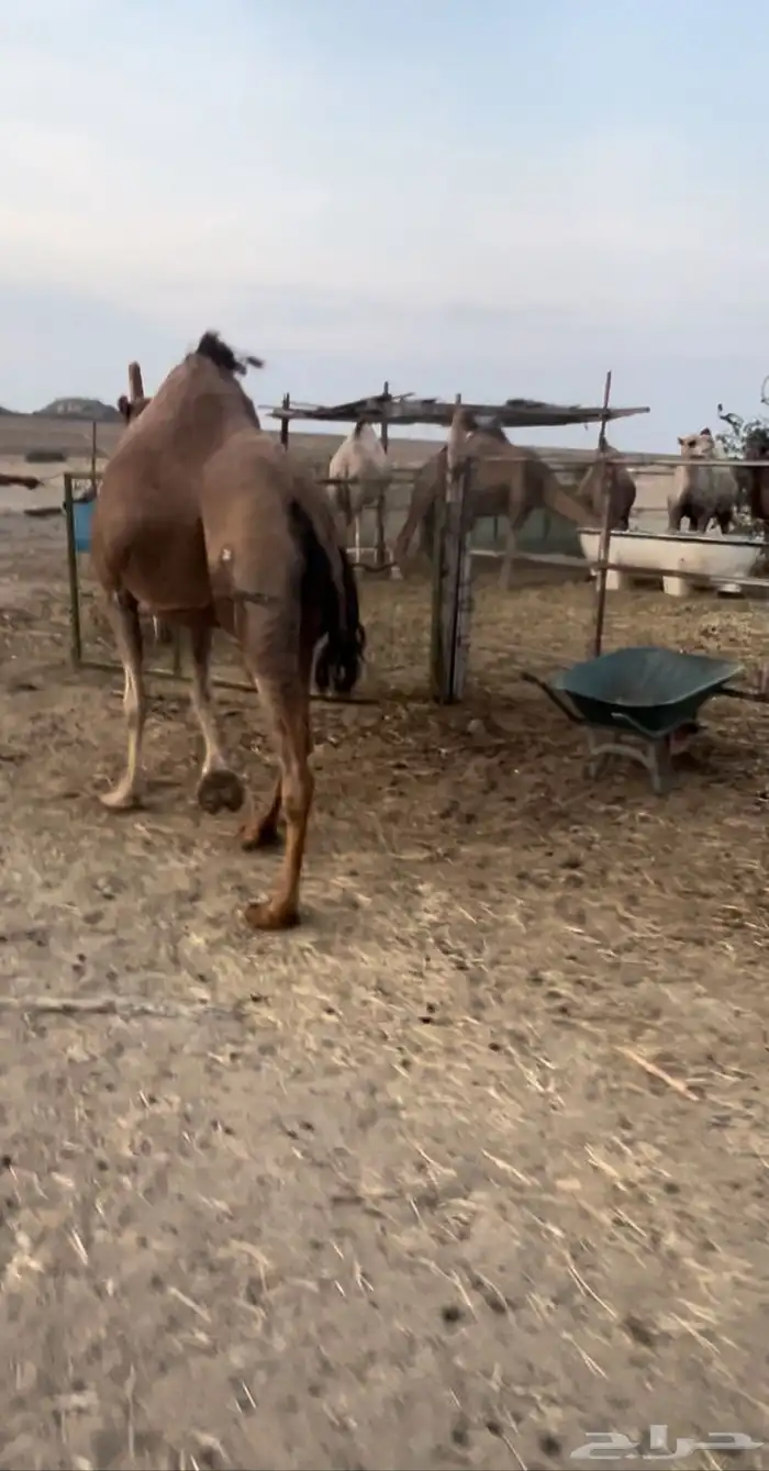 لقحه حمراء 2