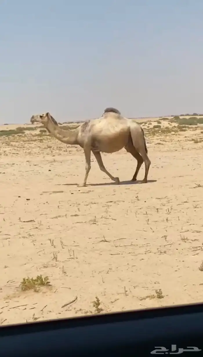 اللقحه شقحا كففوو وطيبه 1
