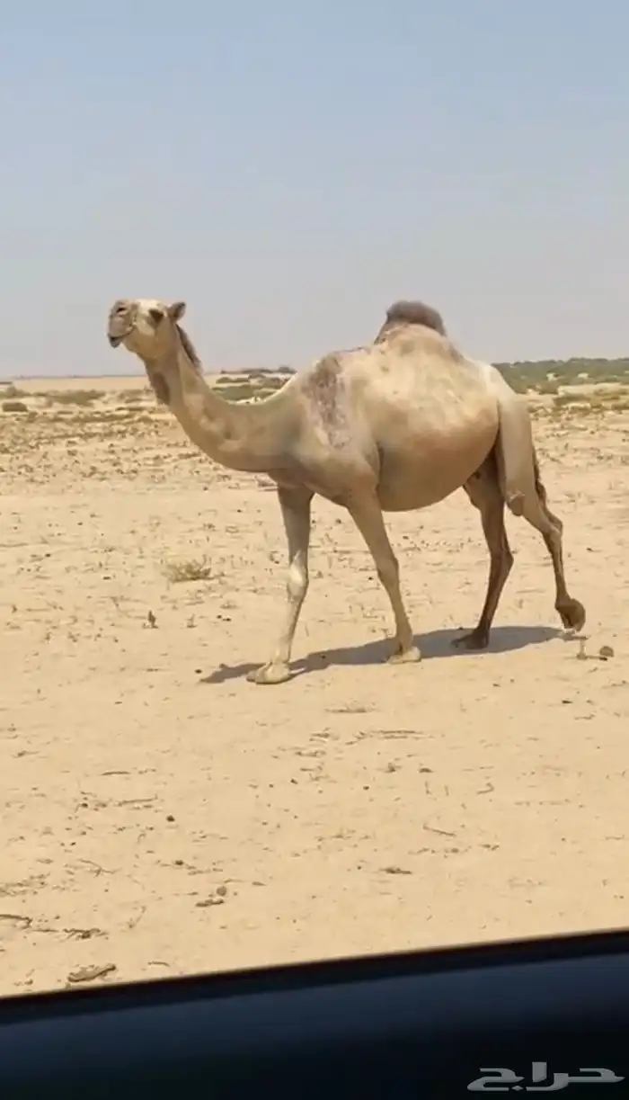 اللقحه شقحا كففوو وطيبه 0