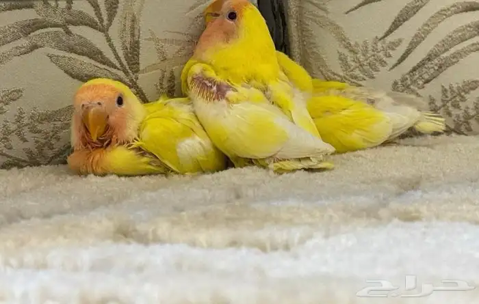 فروخ روز غر ابها 1