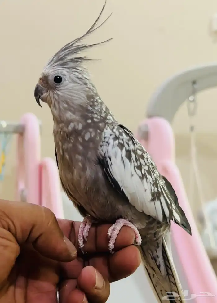 للبيع زوج كروان هولندي اليف منتج 3