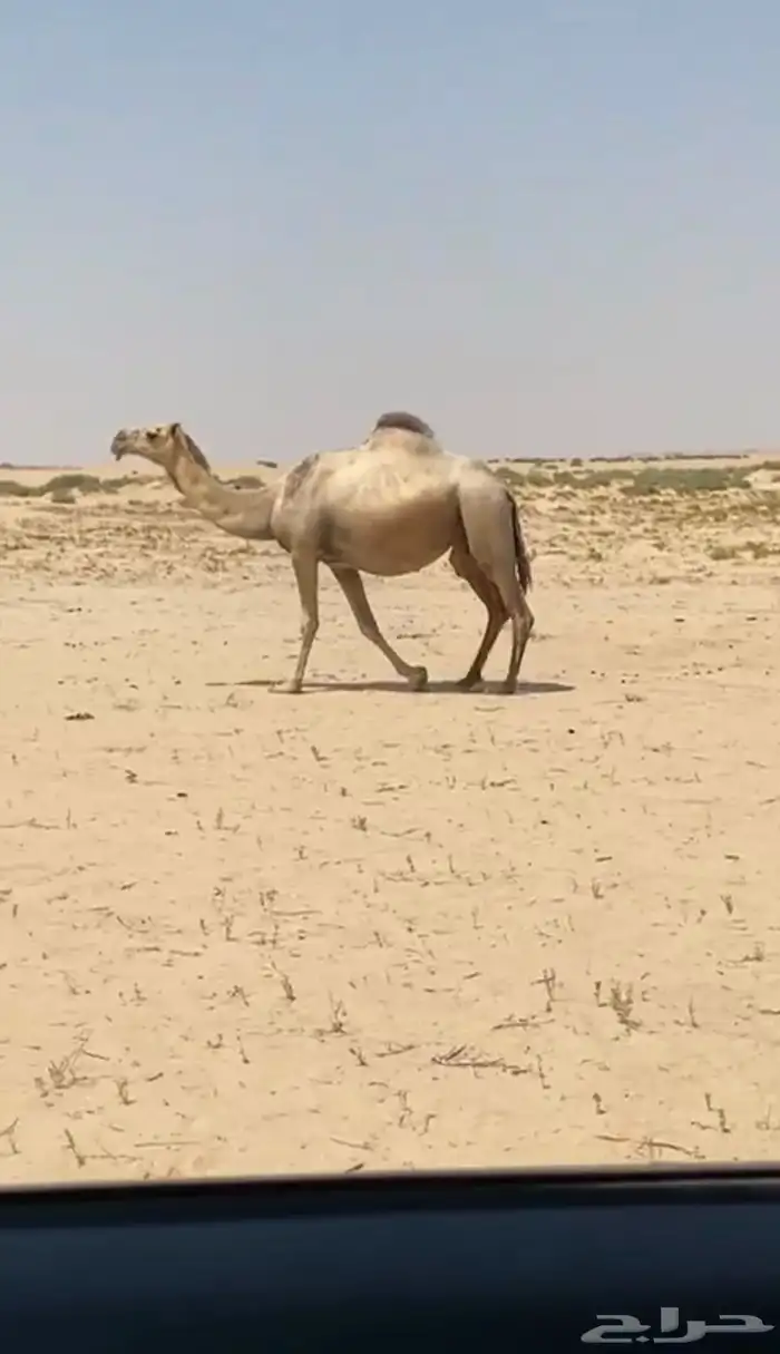 اللقحه شقحا كففوو وطيبه 2