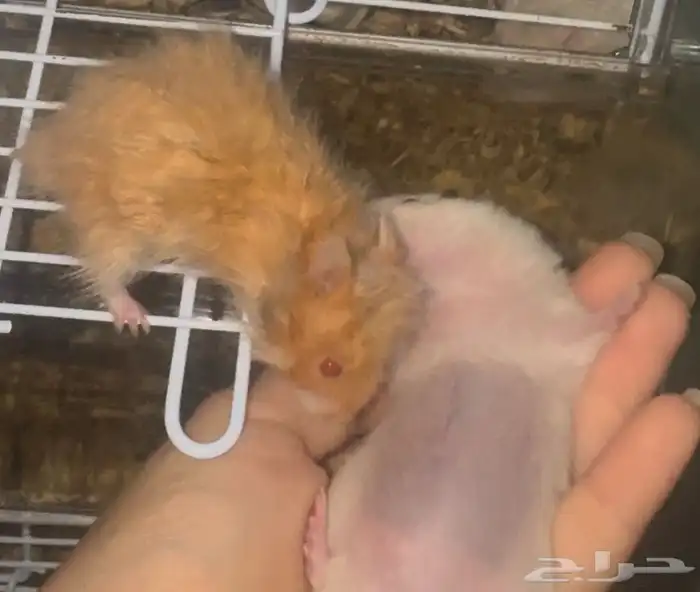 زوج هامستر روسي ابيض عيون حمر مع بيت3 دور 8