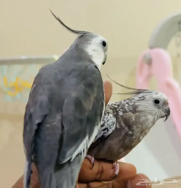 للبيع زوج كروان هولندي اليف منتج 0