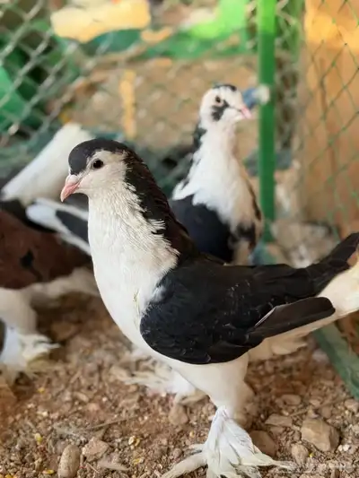 حمام شيرازيات index