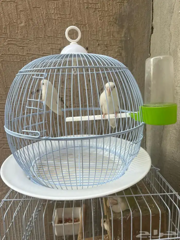 جوز روز ما بين عيوني حمراء 4