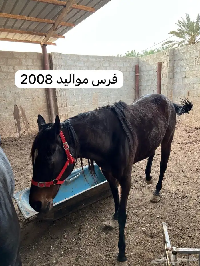 خيول انقليزيه 1