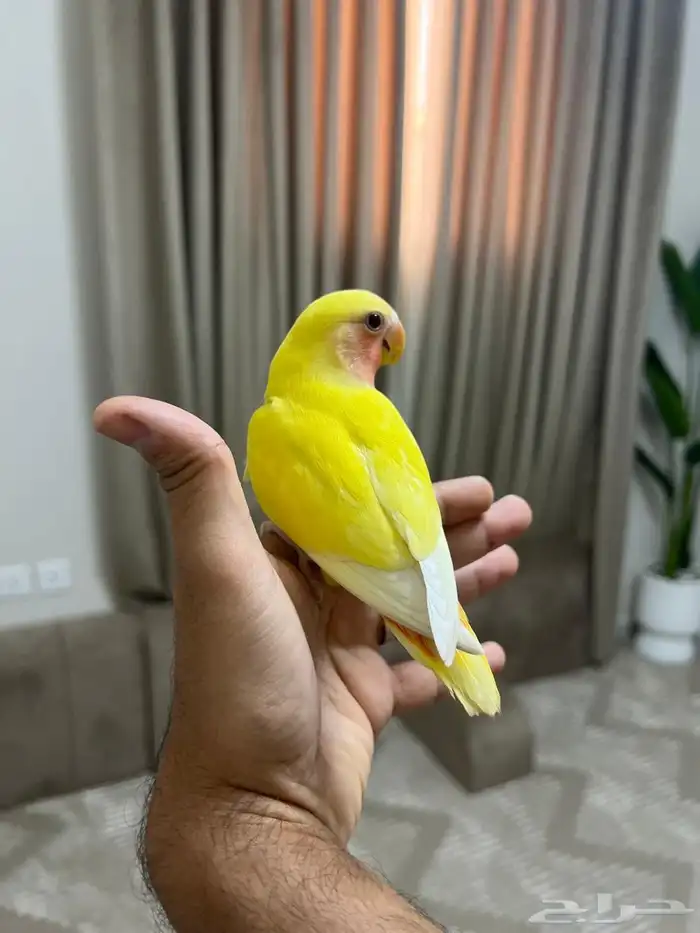 عصفور روز طير روز 1