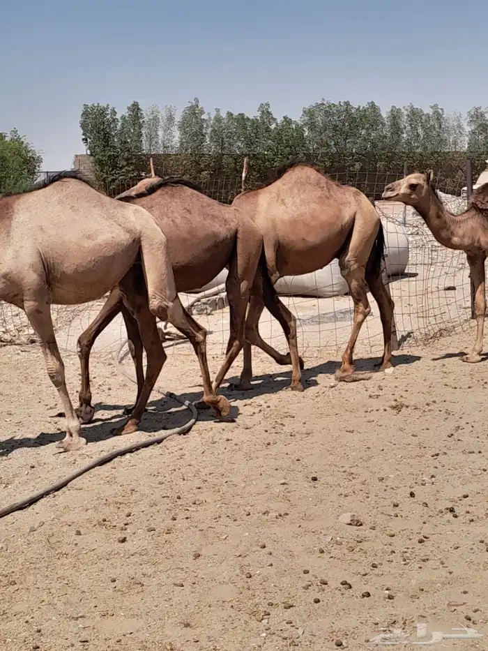 قعدان سواحل للبيع 2