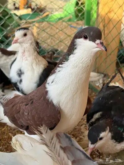 حمام شيرازيات index