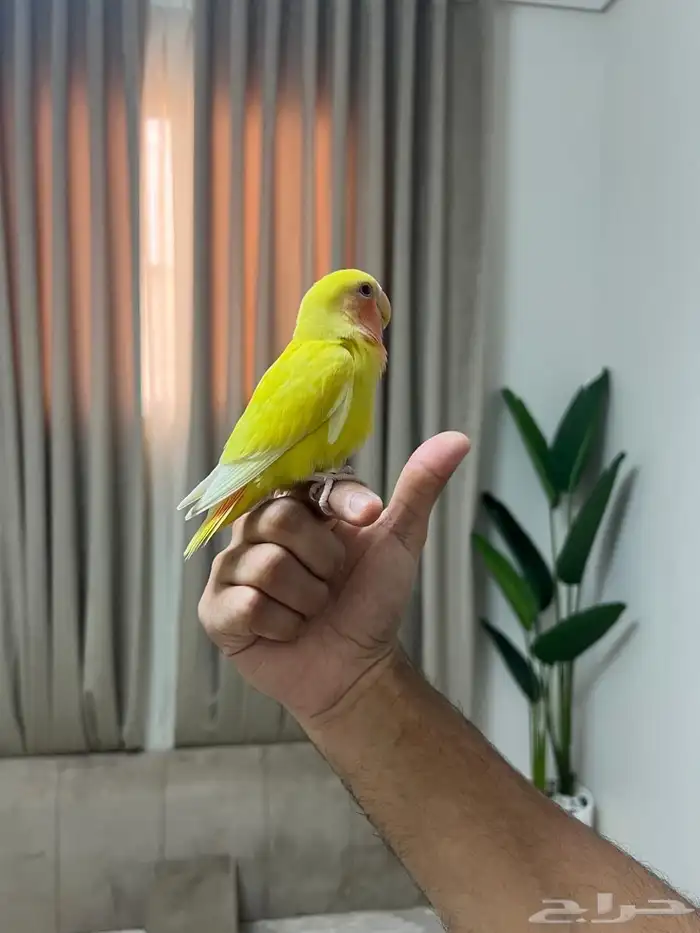 عصفور روز طير روز 4