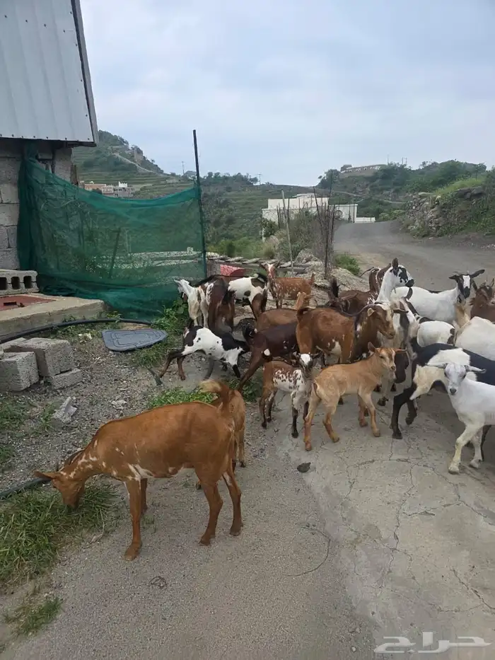 ماعز للبيع جمله 8