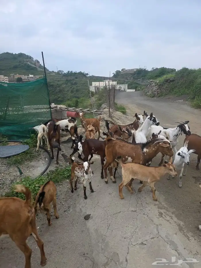 ماعز للبيع جمله 6