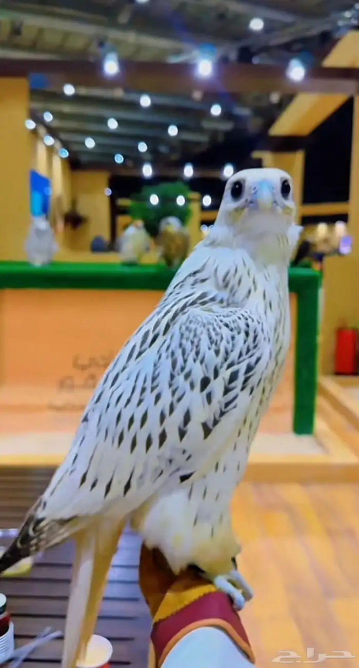 تأجير صقور 0