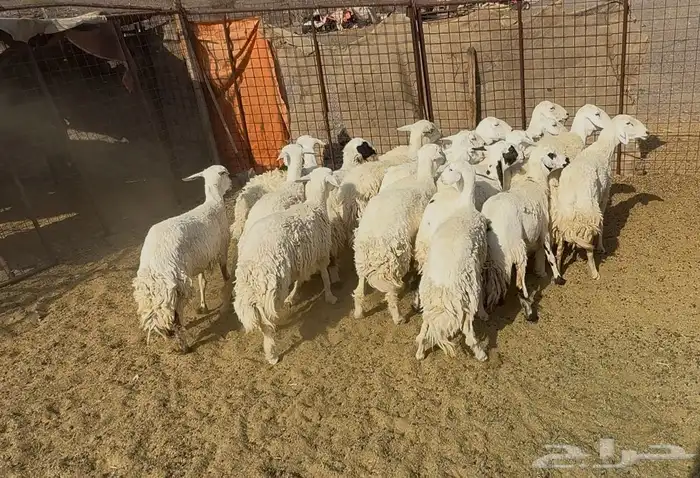 رخاال حريات حرش 6