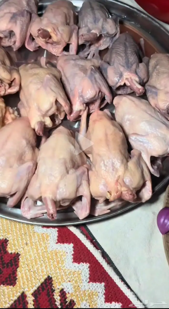 زغليل زاجل فرنسي سوبر جانبو سلفر 7