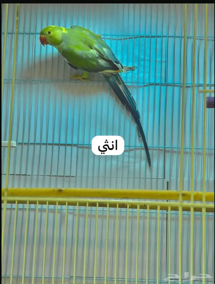 نوادر دره 1