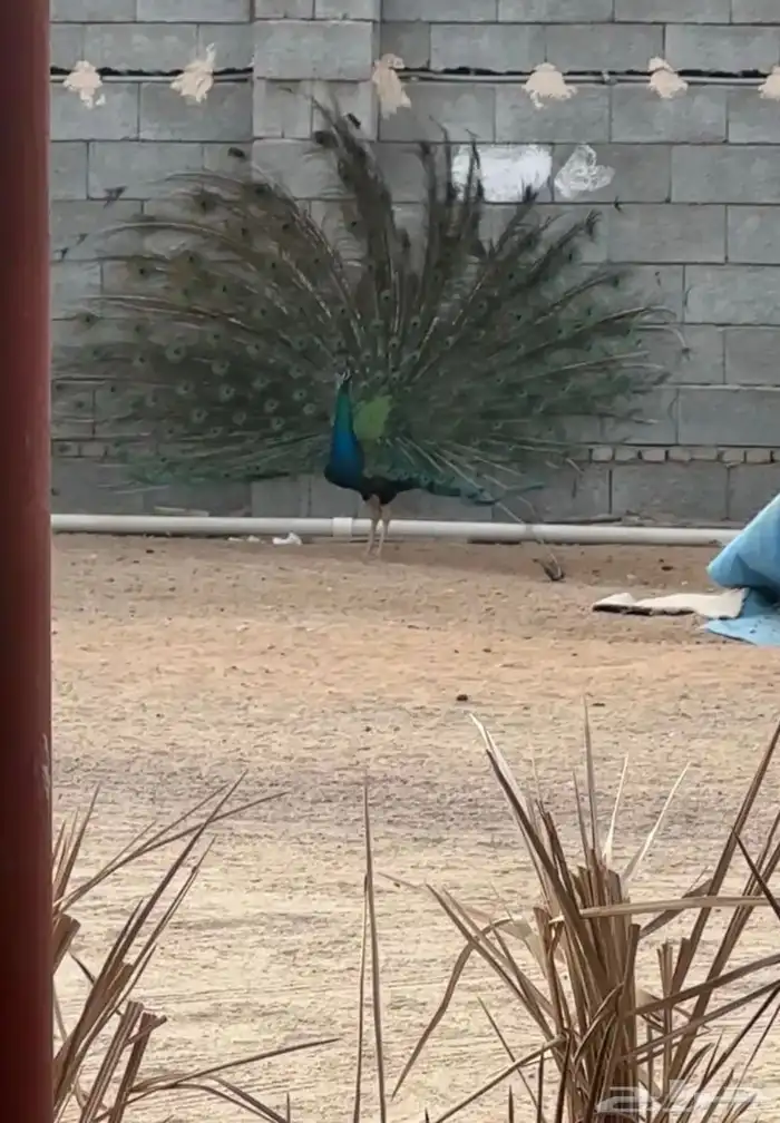 طاووس 2