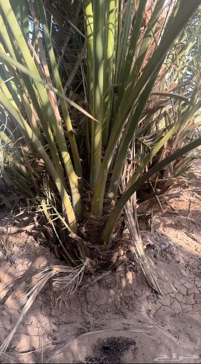 فسايل صفاوي 0