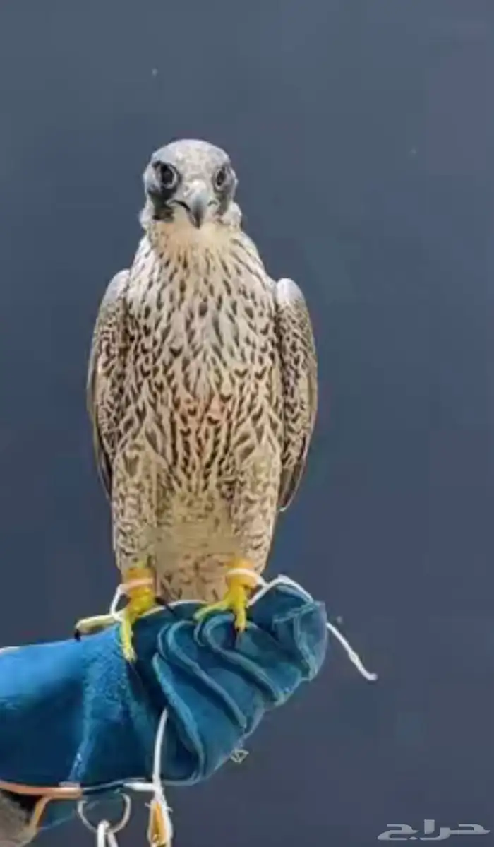 تأجير صقور 1