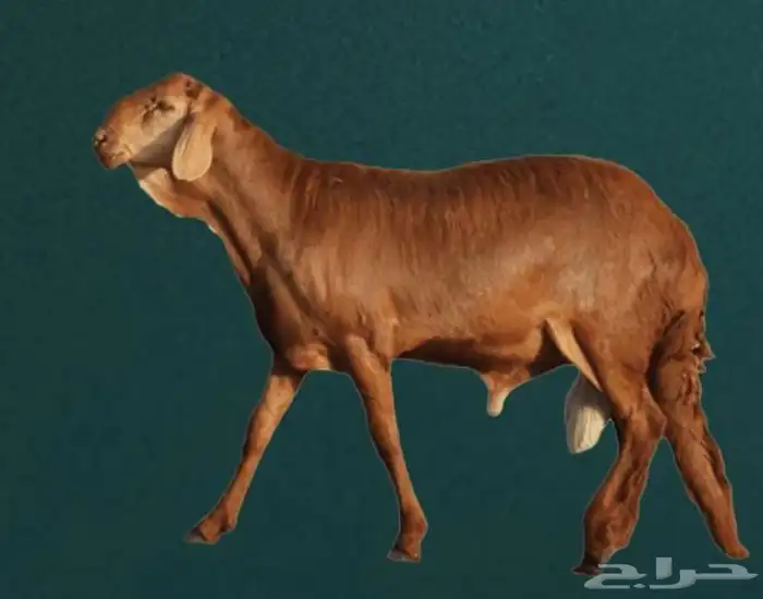 طليان حري وتيوس عوارض وبيشي مع الذبح والطبخ والتوصيل 4