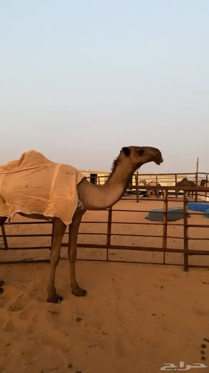 بكره صفرا تحقق دبيانيه 2