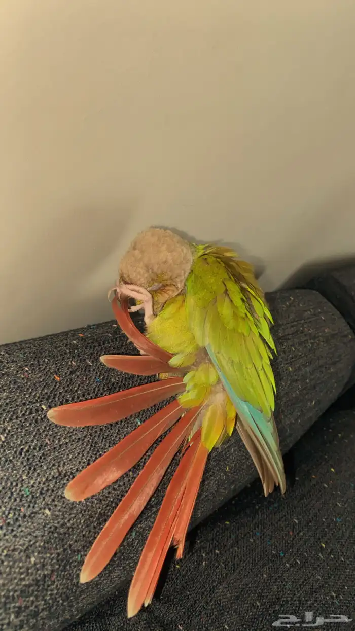 كنيور اناناس للبدل او البيع 0