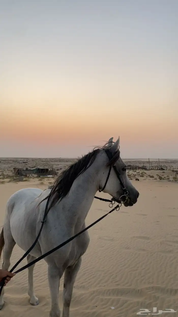 حصان شعبي للبيع 1
